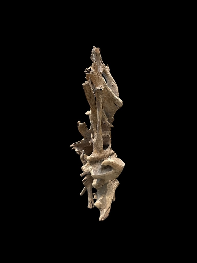 Wurzel aus Teakholz / Größe: ca. 70x50x155 cm