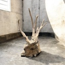 Wurzel aus Teakholz / Größe: ca. 70x50x155 cm