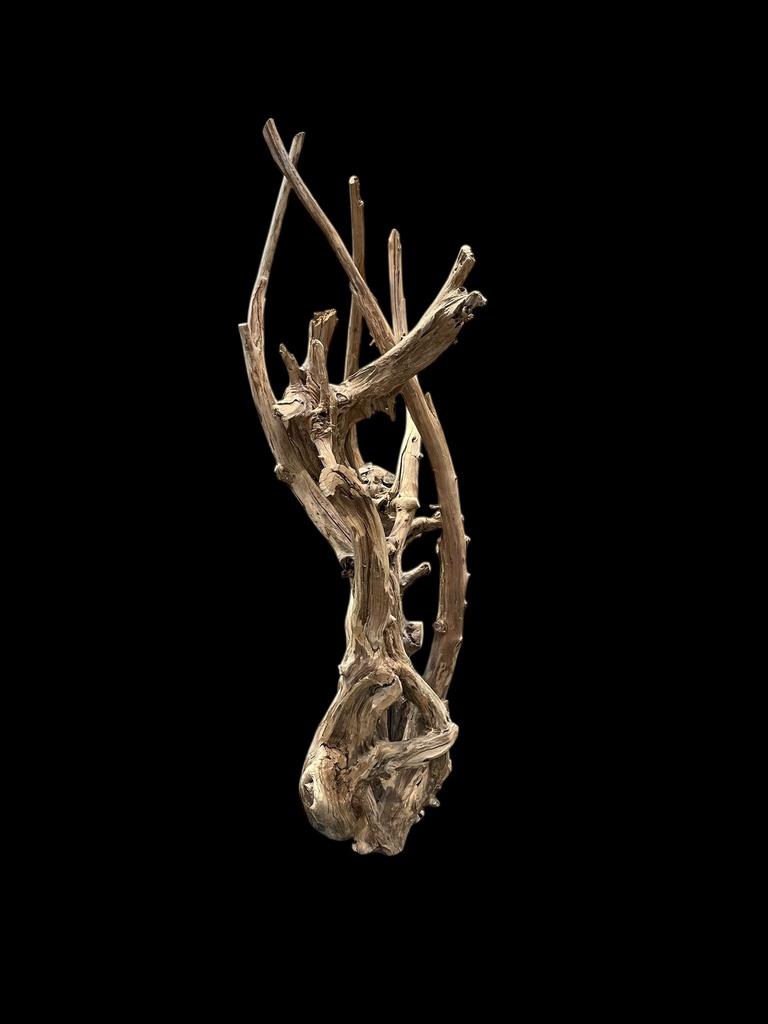 Wurzel aus Teakholz / Größe: ca. 70x50x155 cm