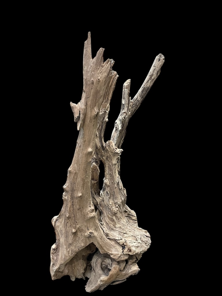 Wurzel aus Teakholz / Größe: ca. 70x50x155 cm
