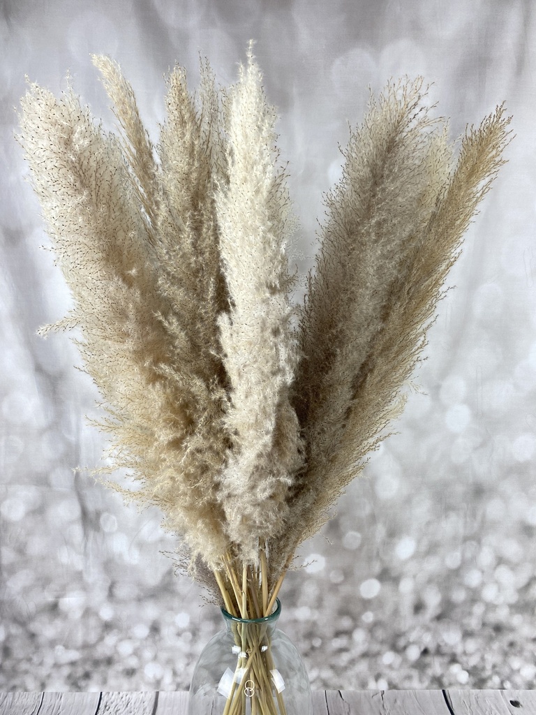 Pampas Gras 100-115cm natur